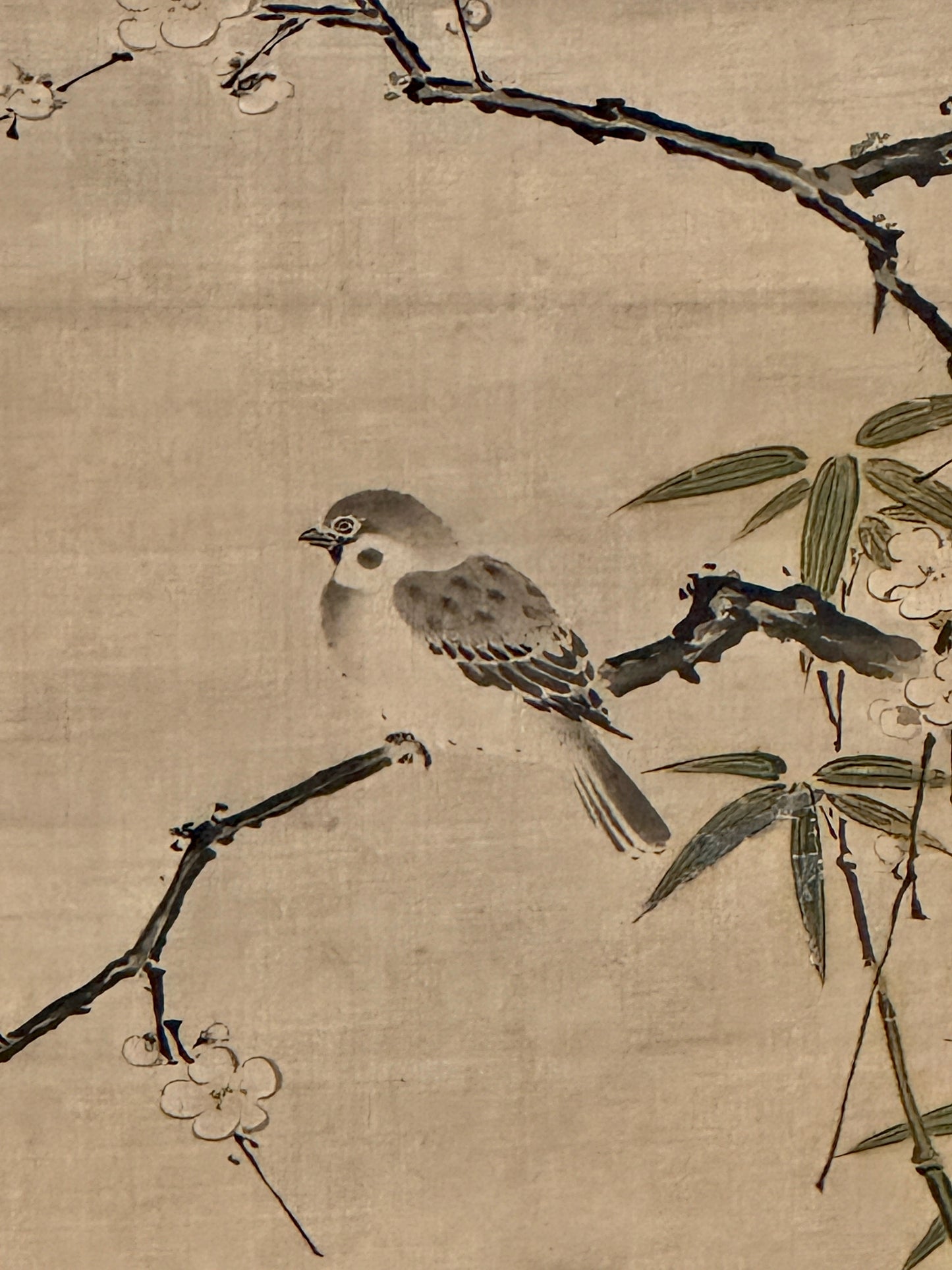 Sparrow on plum blossom branch | Kiyohara Yukinobu 清原雪信 | 1643-1682
