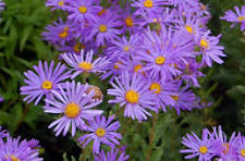 Herbstblumen Gedicht 秋草の歌 | Mokuan Shōtō 木庵性瑫 | 1611-1684