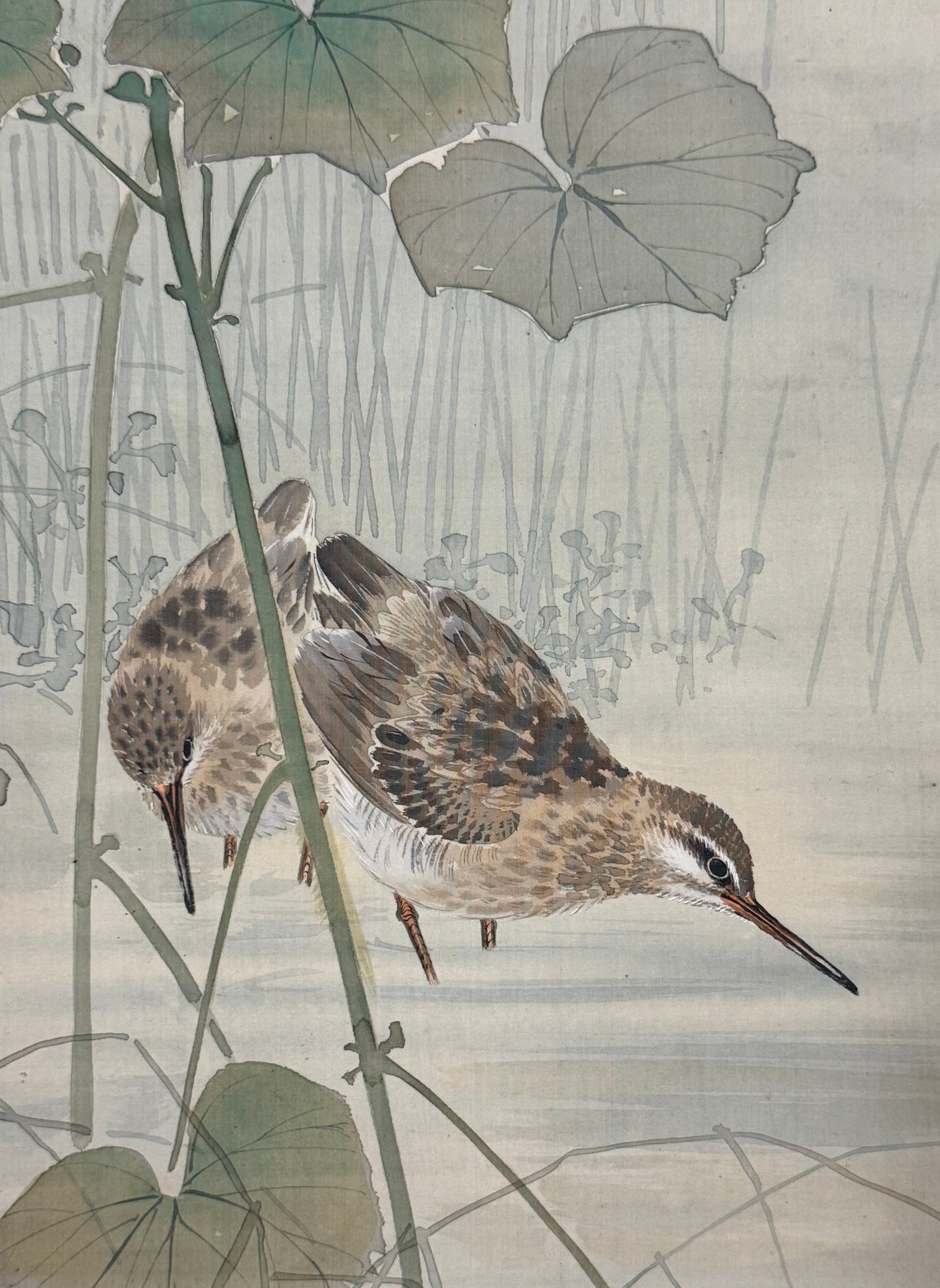 Snipes under Hibiscus 鴫二羽 | Gotō Kōho 五島耕畝 | 1882-1958