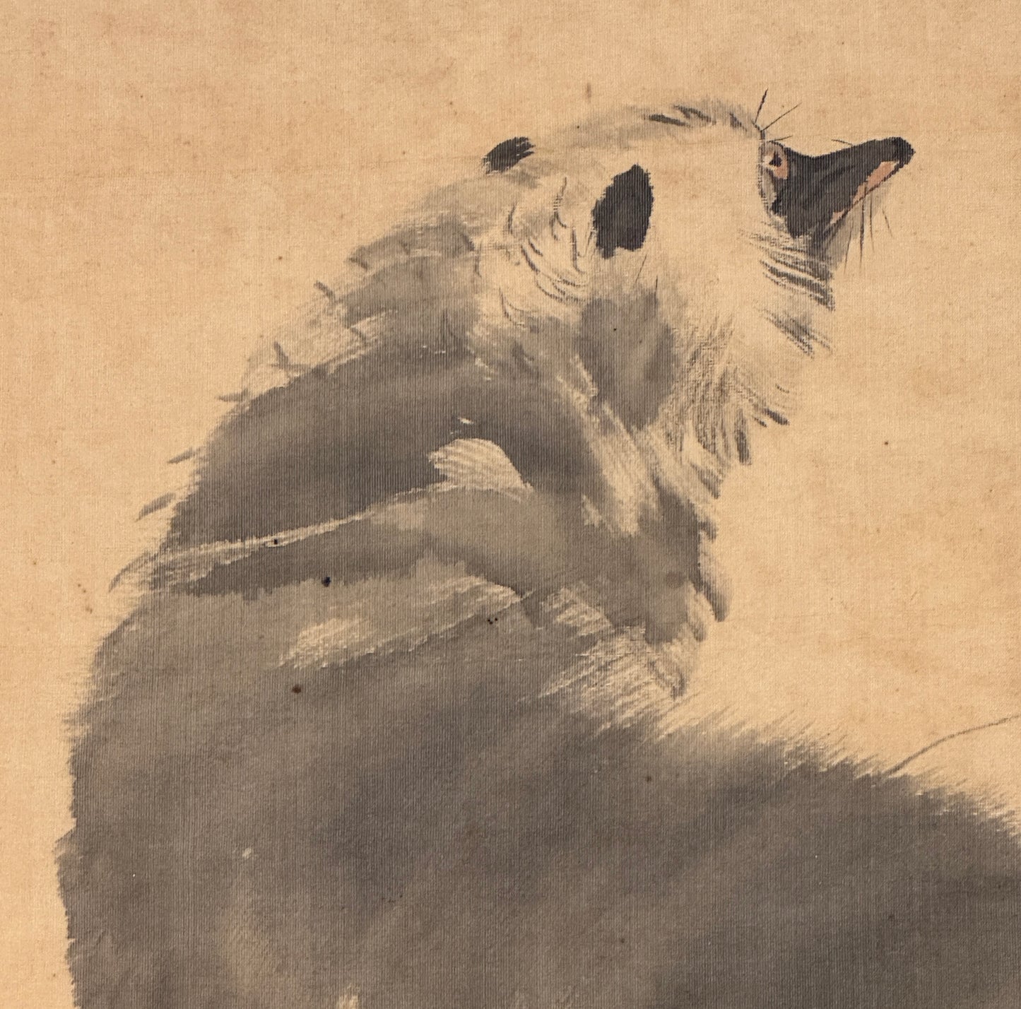 Tanuki (Badger or Raccoon Dog) | Yoshimura Hōryū 吉村鳳柳 | 1874 - 1936