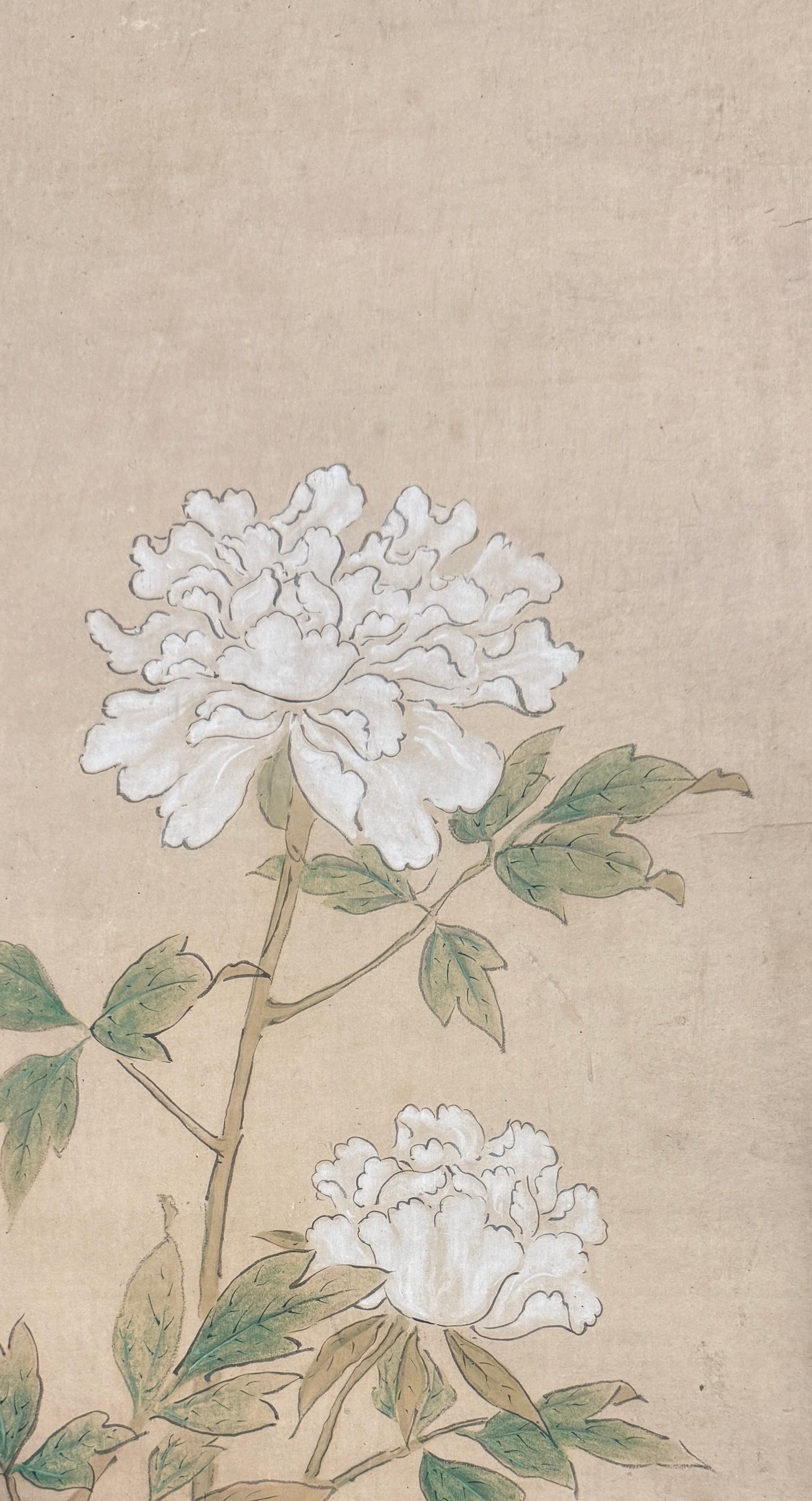 Peonies | Kanō Tan'yū 狩野探幽 | 1602-1674