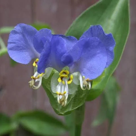 Hase im Herbstgras 秋草の兎 | Konoshima Ōkoku 木島桜谷 | 1877-1938